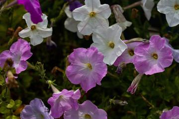 Mix of pink and white flowers close up on sunny day against blurred grass background