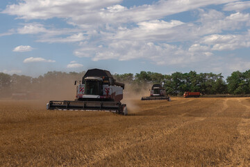 Wheat harvesting in the summer.  harvesters working in the field