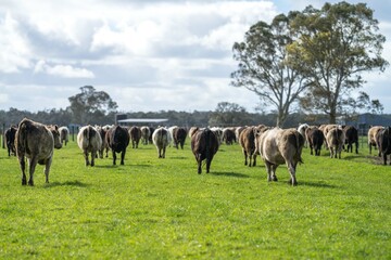Her of cattle being herded on a farm. Mustering cows on a station.