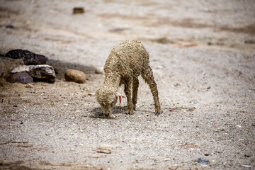 Fototapeta premium Dirty baby sheep on the streets of Bolivia village.