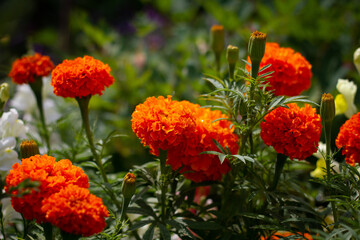 Close-up of saffron on blurred green background