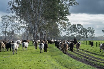 organic, regenerative, sustainable agriculture farm producing stud wagyu beef cows. cattle grazing in a paddock. cow in a field on a ranch 