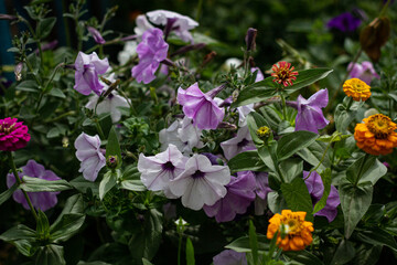 Mix of pink and white flowers close up on sunny day against blurred grass background