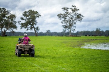 Obraz premium farmer herding cows in a field, Angus, wagyu, Murray grey, Dairy and beef Cows and Bulls grazing on grass and pasture in a field. organic and free range, being grown on a farm in tasmania Australia.