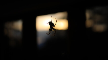 Sunset spider 