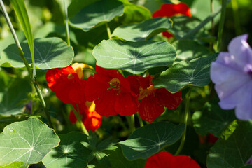 Bright orange flowers in the grass close-up on a sunny day