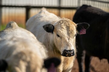 Wagyu, Angus, Speckle park and Murray grey, cows and cattle grazing on lush grass fed, pasture. Cow in a field
