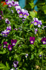 Pink and white flowers small pansies illuminated by the sun on a green blurred background