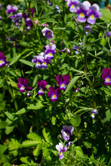 Pink and white flowers small pansies illuminated by the sun on a green blurred background