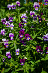 Pink and white flowers small pansies illuminated by the sun on a green blurred background