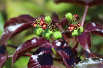 Jatropha gossypiifolia, commonly known as bellyache bush, black physicnut or cotton-leaf physicnut,...