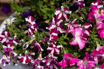 Pink and white flowers illuminated by the sun on a green blurred background