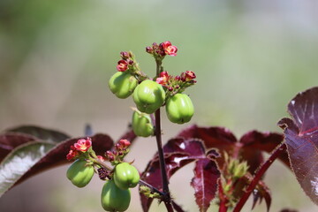 Jatropha gossypiifolia, commonly known as bellyache bush, black physicnut or cotton-leaf physicnut, is a species of flowering plant in the spurge family, Euphorbiaceae.