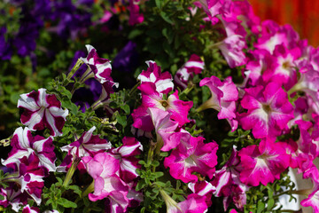 Pink and white flowers illuminated by the sun on a green blurred background