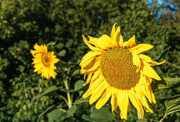 Yellow bright sunflower flower on a green background