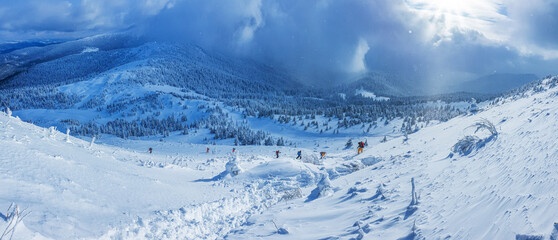 Panoramic landscape of a snowy forest in the mountains on a sunny winter day whis. Ukrainian Carpathians, near Mount Petros, there is group of tourists.