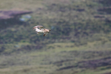 curlew flying over treetops