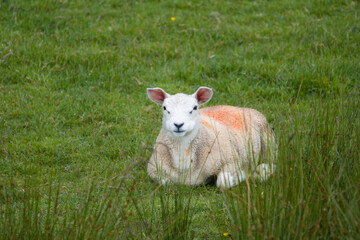 young lamb laying in the field