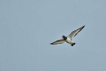 Fototapeta premium oystercatcher flying above the field