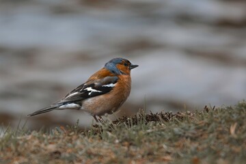 male chafinch eating food from the ground