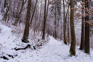 Snowfall in the forest, magical snowy forest in winter.