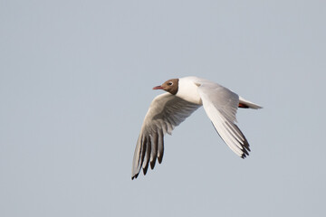 black-headed gull [Chroicocephalus ridibundus]