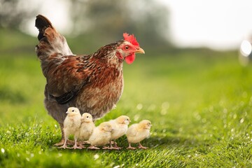 Rural yard. Hen and chickens in a grass in a farm. Free range chickens in a rural yard