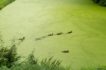 Duck in a green lake with algae in Muenster in Germany