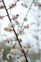 Branch of plum/cherry blossom