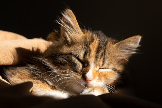 Sleeping calico kitten cat cute, pet animal