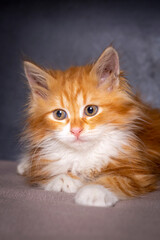 Cute kitten in orange color, Maine Coon kitten