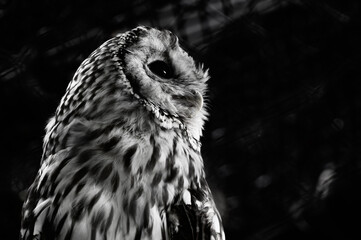 フクロウ仁王立ち