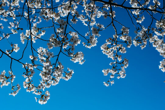 cherry blossom against sky
