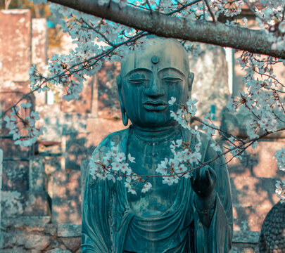 statue of buddha with cherryblossoms