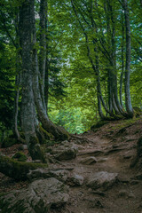 Fototapeta na wymiar Forest background on the mountain of Pyrenees Plateau