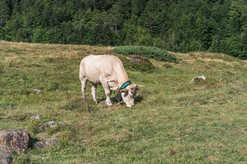 Cows and Horse on the meadow of the Pyrenees mountain
