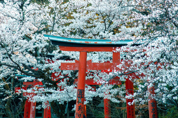 Japanese shrine in cherryblossoms