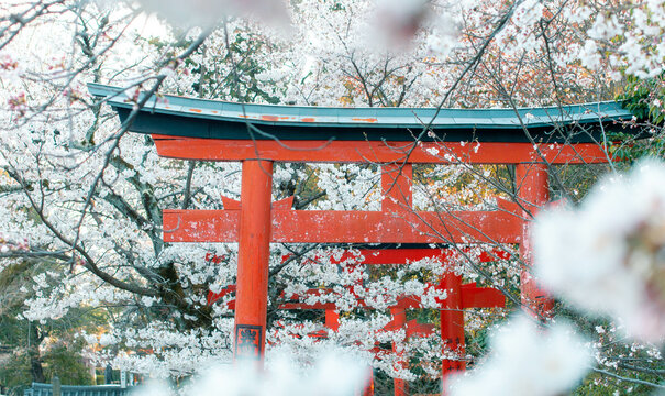 Japanese shrine in cherryblossoms