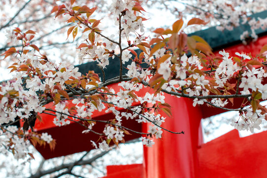 Japanese shrine in cherryblossoms