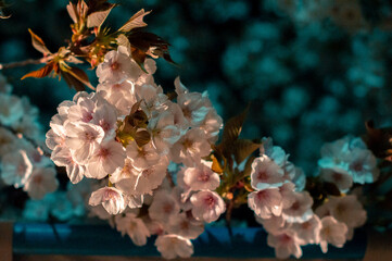 Cherry blossoms at night