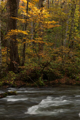 紅葉の奥入瀬渓流