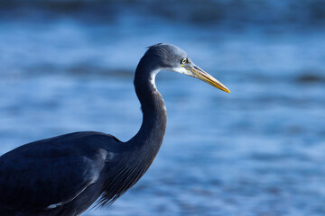 Bird portrait. Egret. Egret on the beach. Natural background. Beautiful background. Abstract background.