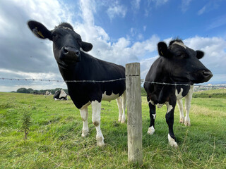 Funny Cows 