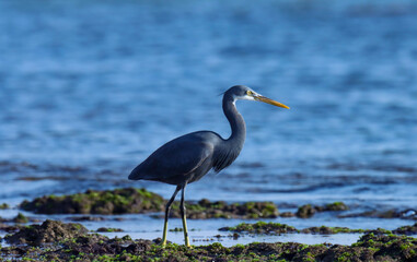 Bird closeup. Egret. Egret at sea. Natural background. Beautiful background. Abstract background. 