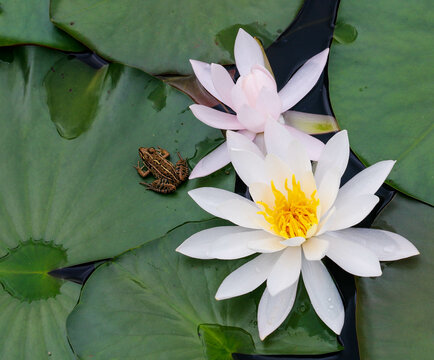 white water lily with a frog