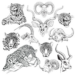 Set of hand drawn sketch style animals isolated on white background. Vector illustration.