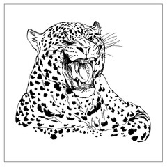 Hand drawn sketch style leopard isolated on white background. Vector illustration.