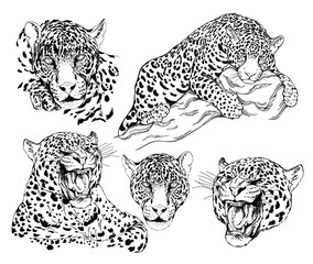 Set of hand drawn sketch style leopards isolated on white background. Vector illustration. - 523542427