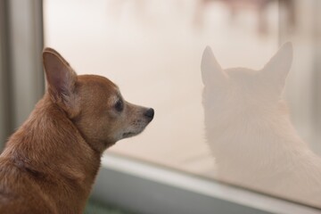 Lonely young brown chihuahua dog sitting by the window.