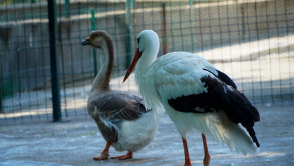 The white stork is a large bird in the stork family, Ciconiidae.